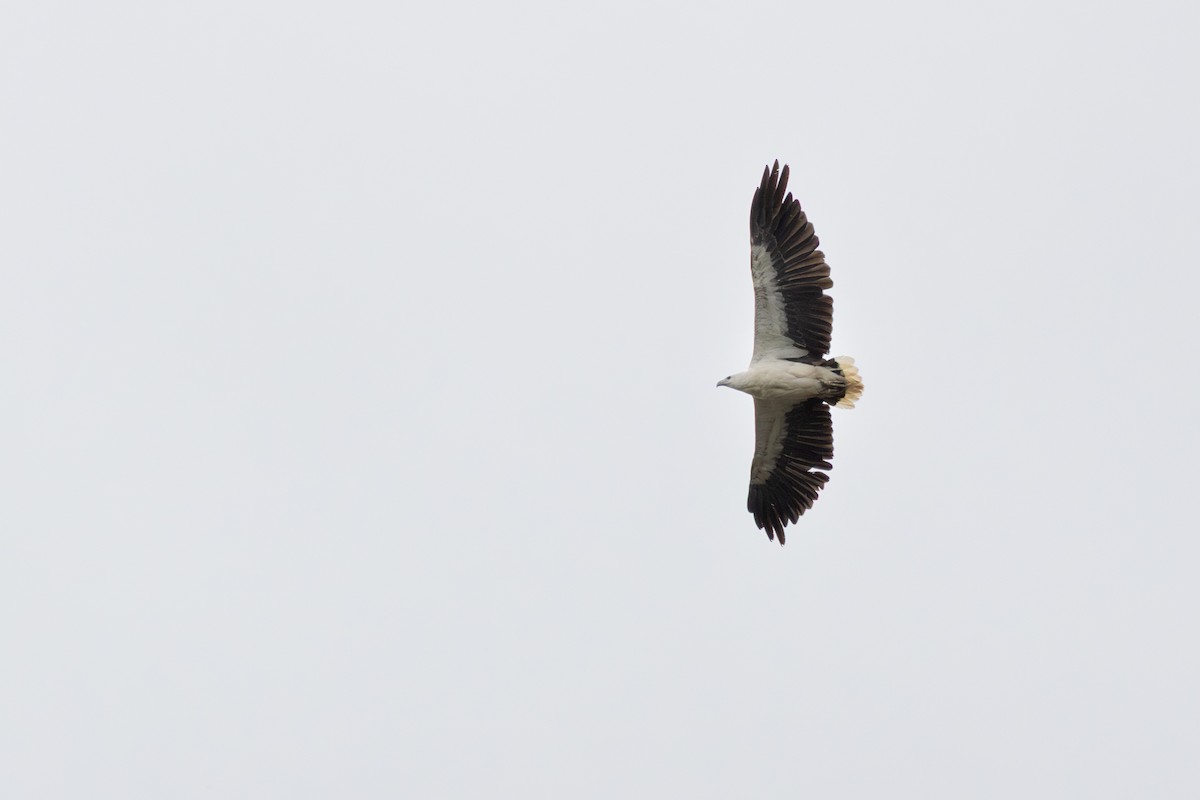 orel bělobřichý - ML646505638