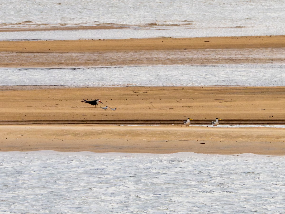Yellow-billed Tern - ML646505640