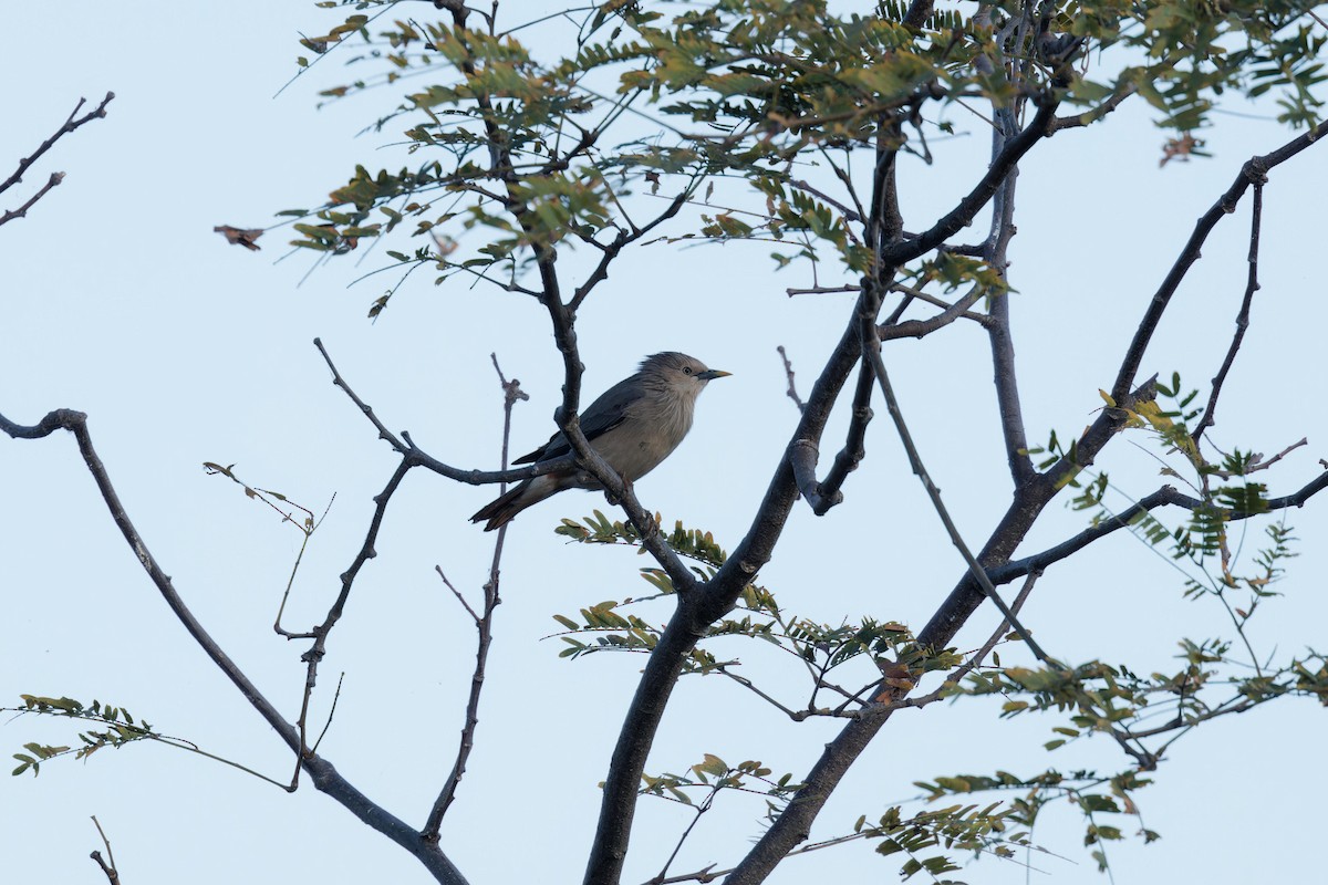 špaček rezavobřichý - ML646505642