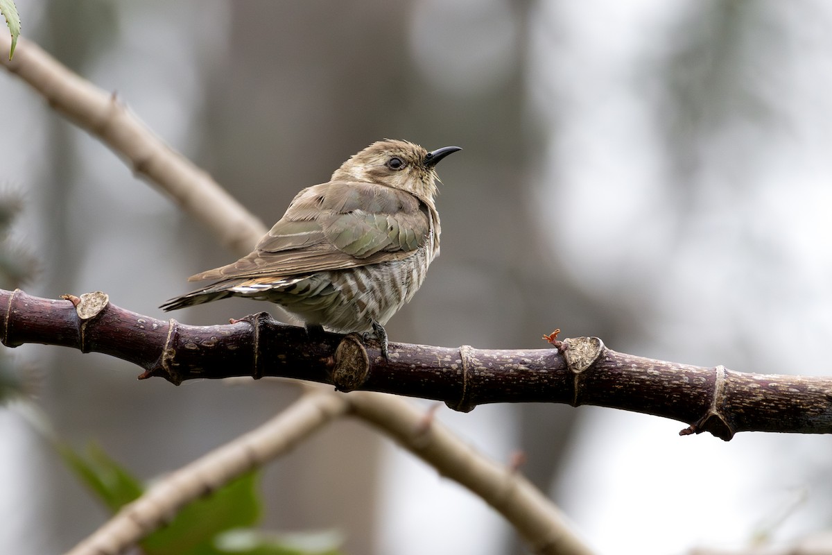 kukačka bronzová - ML646505645