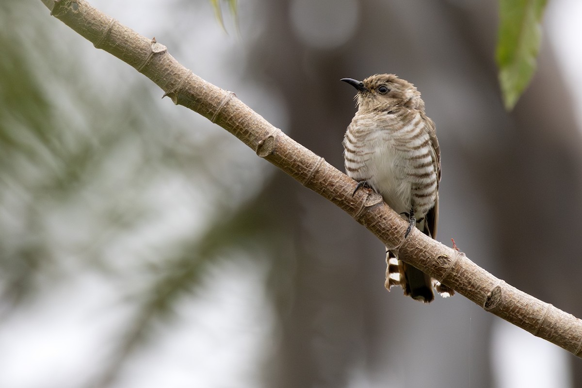 kukačka bronzová - ML646505646