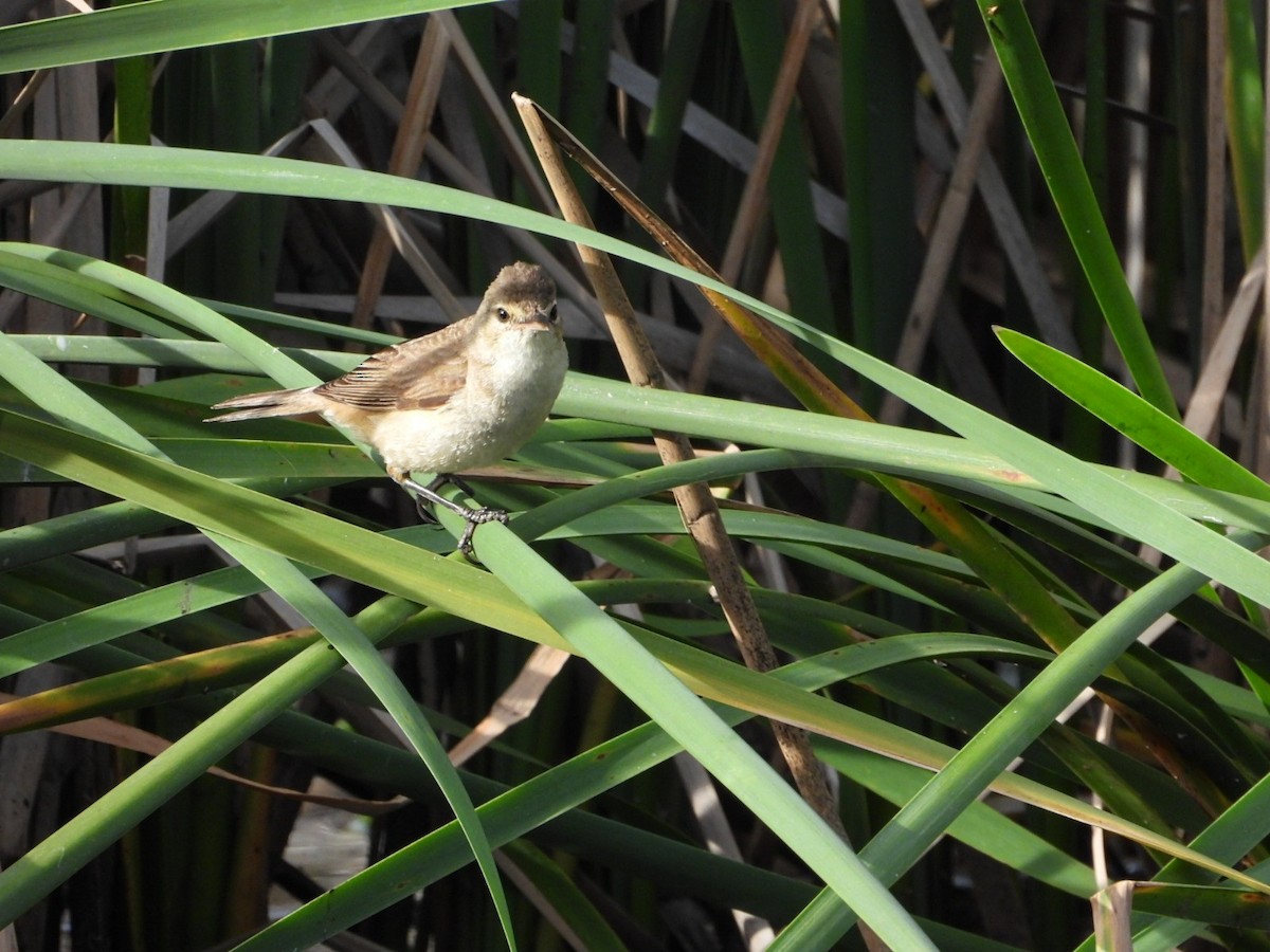 Australian Reed Warbler - ML646505647