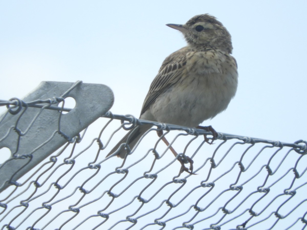 Australian Pipit - ML646505648