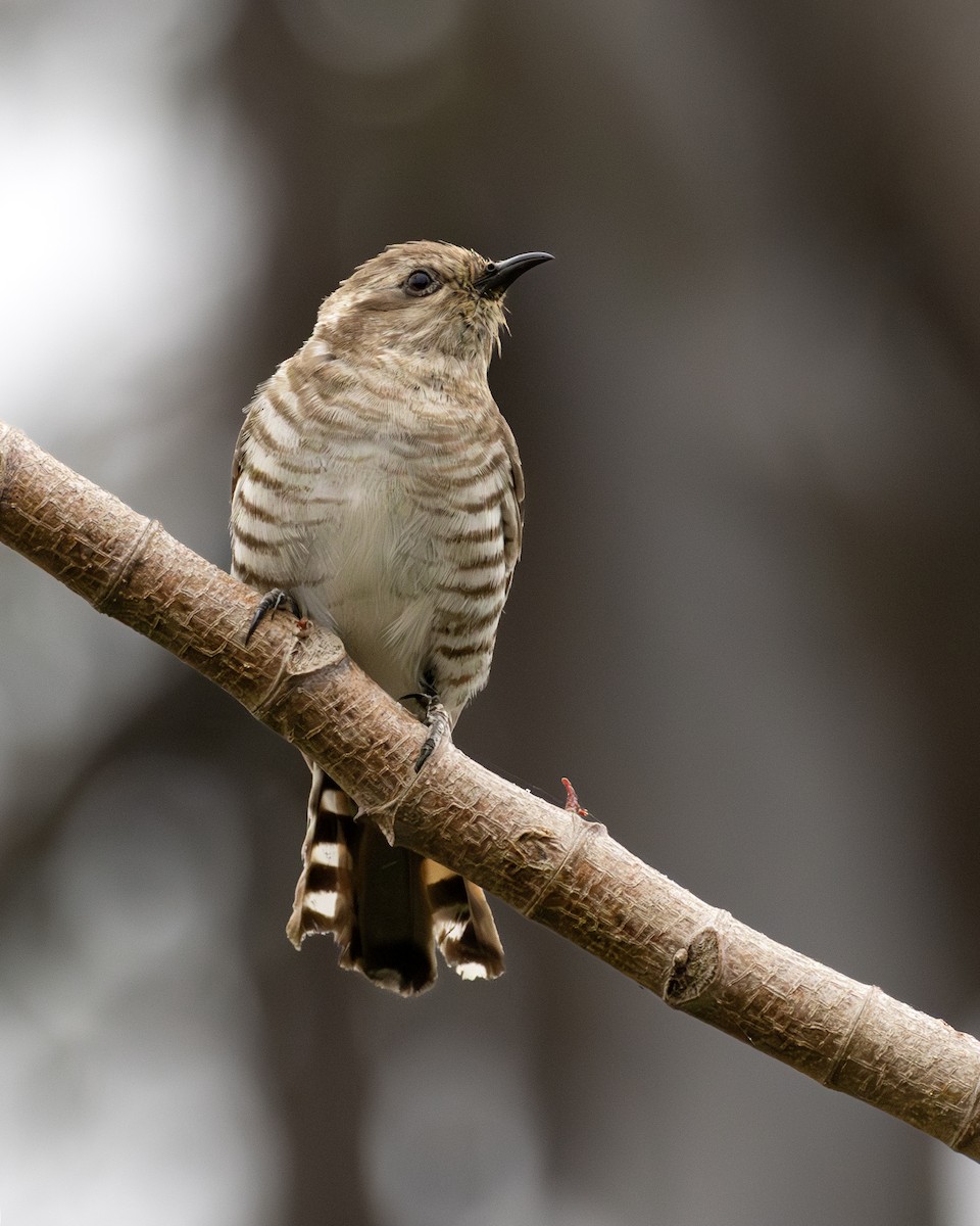 kukačka bronzová - ML646505649