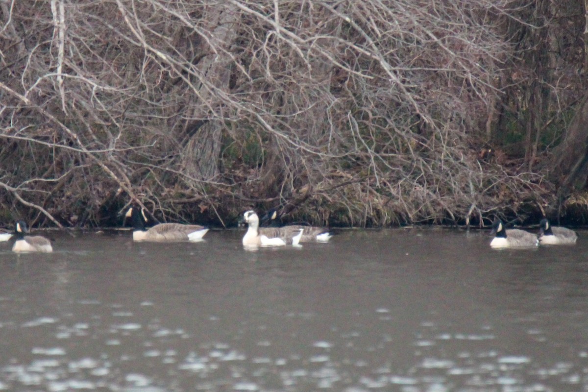 Domestic goose sp. x Canada Goose (hybrid) - ML646505650