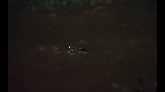 Long-tailed Nightjar - ML646505654