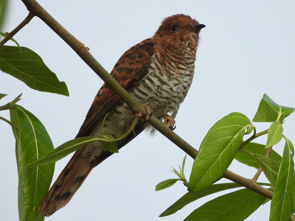 Gray-bellied Cuckoo - ML646505656