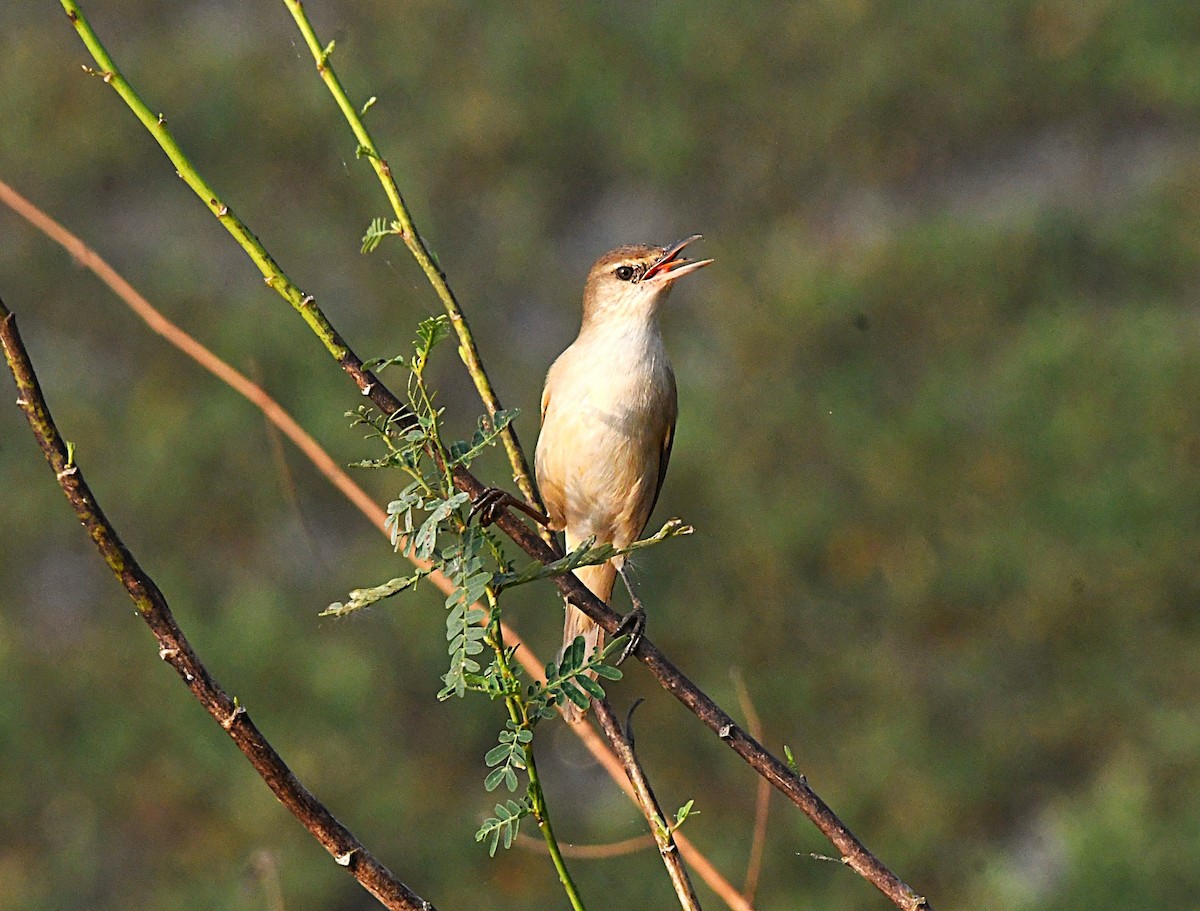 Өмнөдийн охил бялзуухай - ML646505660