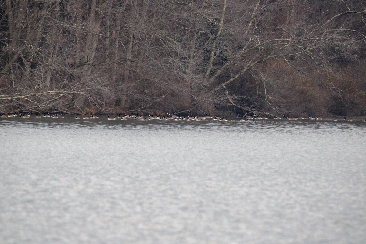 Canada Goose - ML646505661