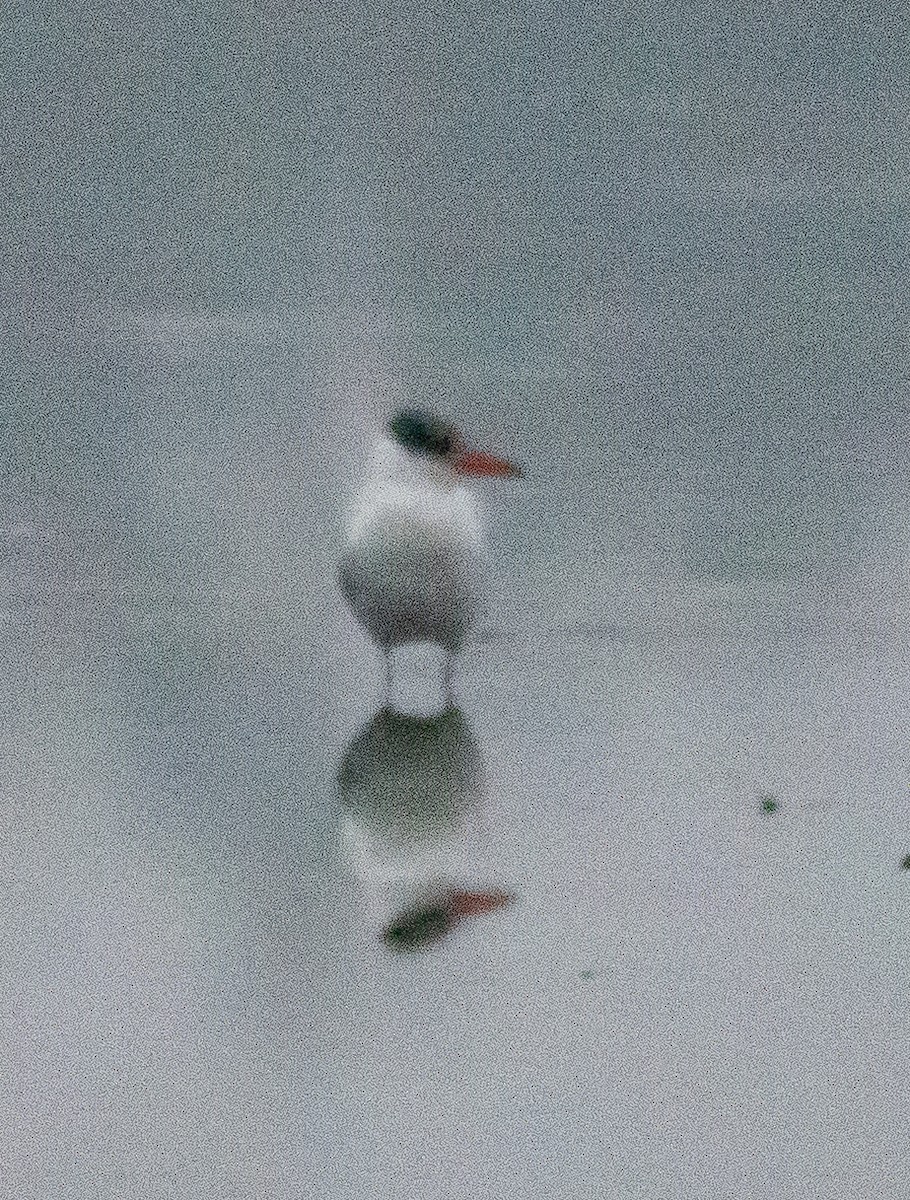 Caspian Tern - ML646505663