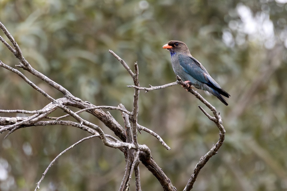 šírozobec východní - ML646505664