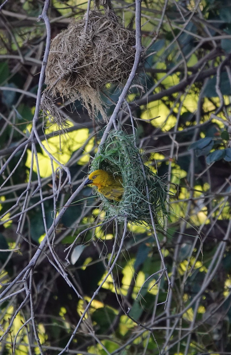 Holub's Golden-Weaver - ML646505665