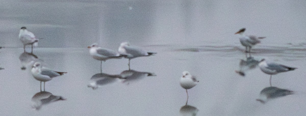 Caspian Tern - ML646505666