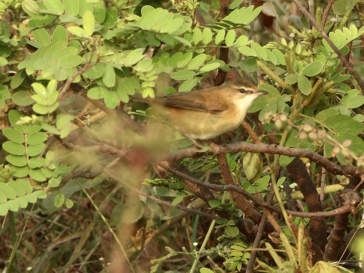 Carricero Agrícola - ML646505667