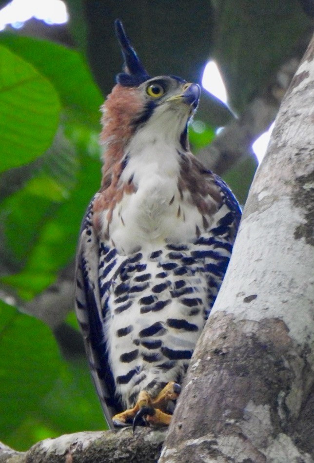 Ornate Hawk-Eagle - ML646505668