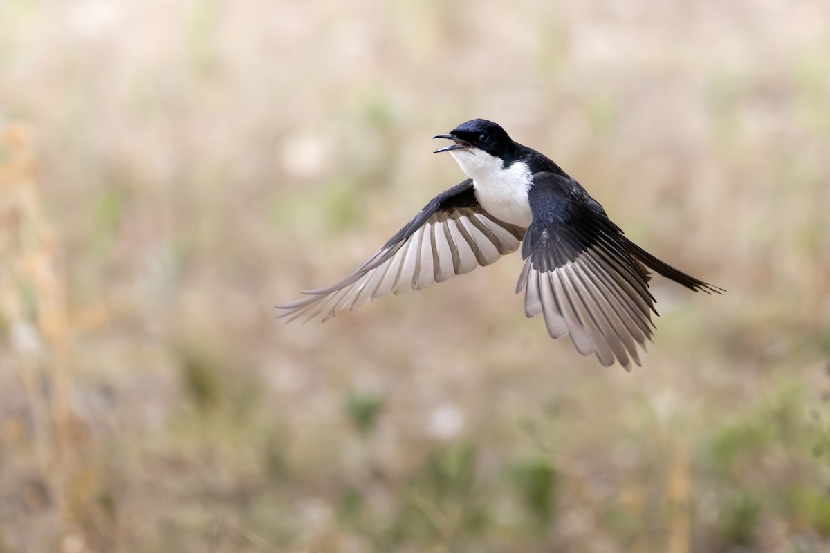 Restless Flycatcher - ML646505669