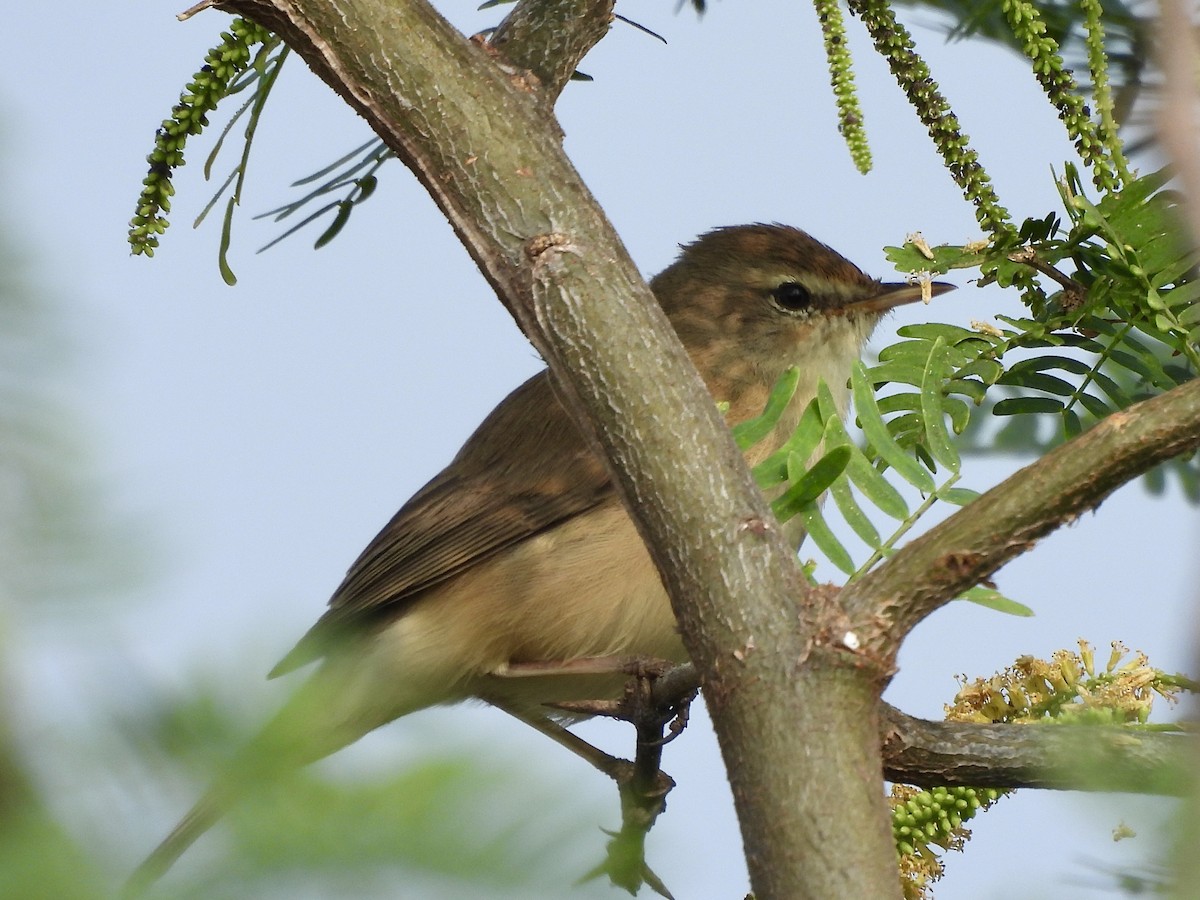 Carricero de Blyth - ML646505671