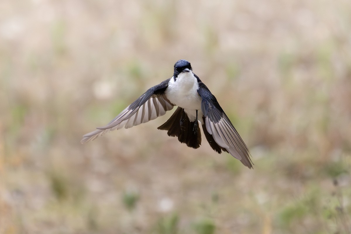 Restless Flycatcher - ML646505673