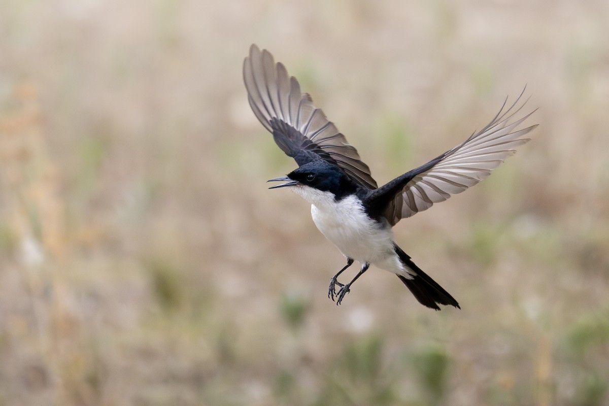 Restless Flycatcher - ML646505674