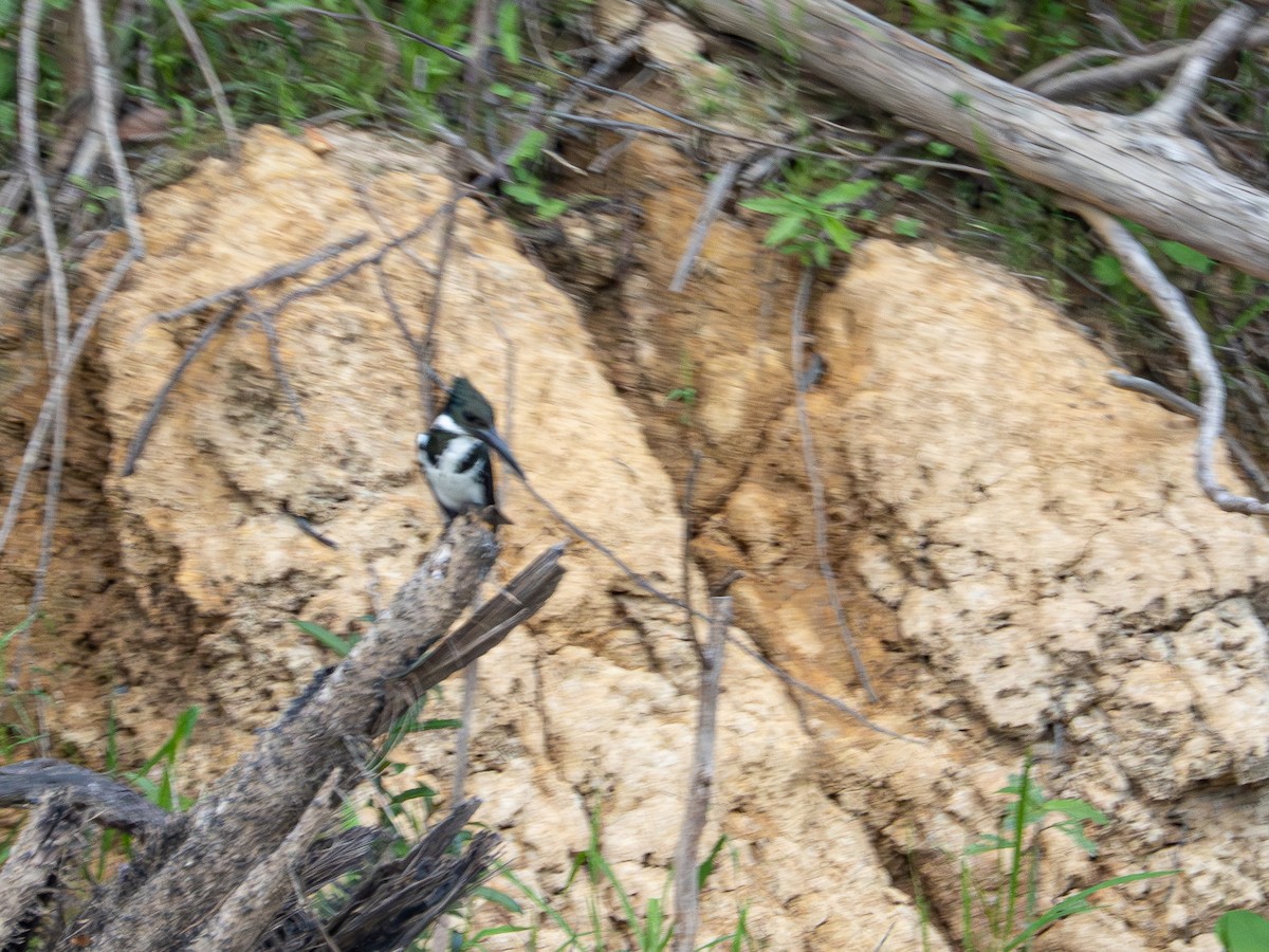 Amazon Kingfisher - ML646505675