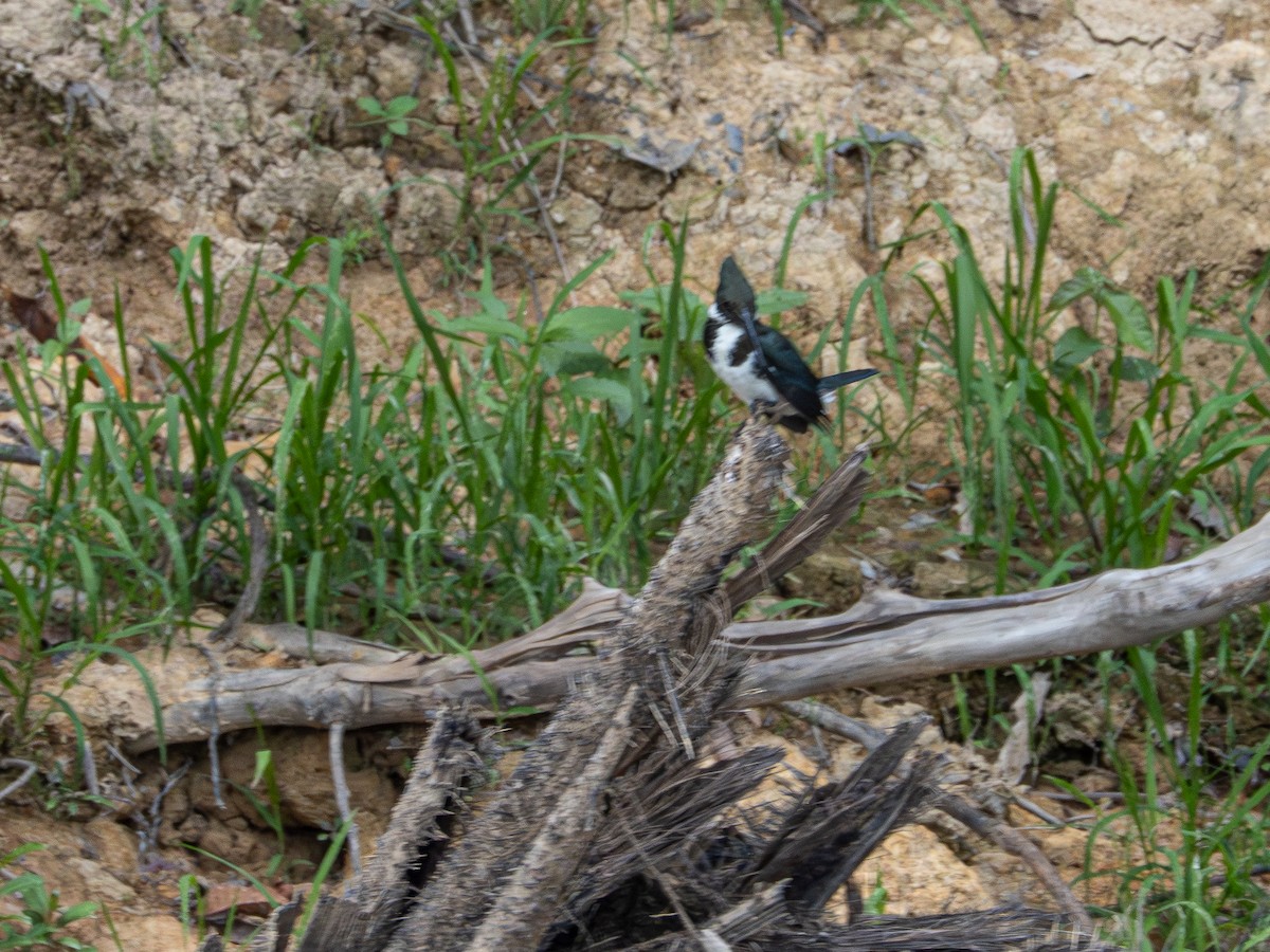 Amazon Kingfisher - ML646505676