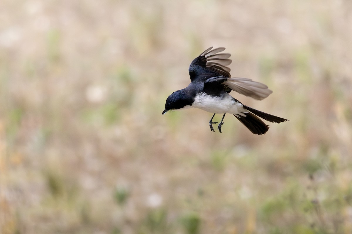 Restless Flycatcher - ML646505677
