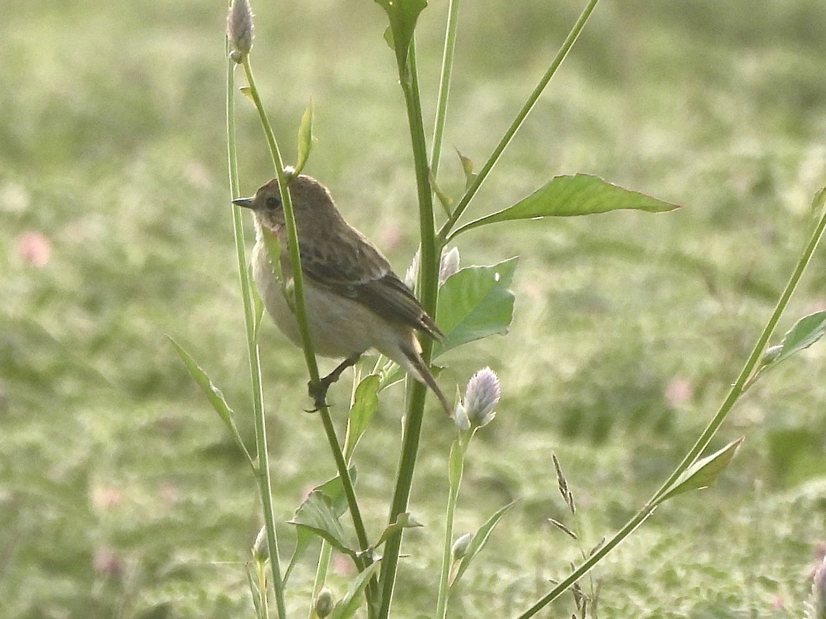 Tarabilla Siberiana - ML646505679