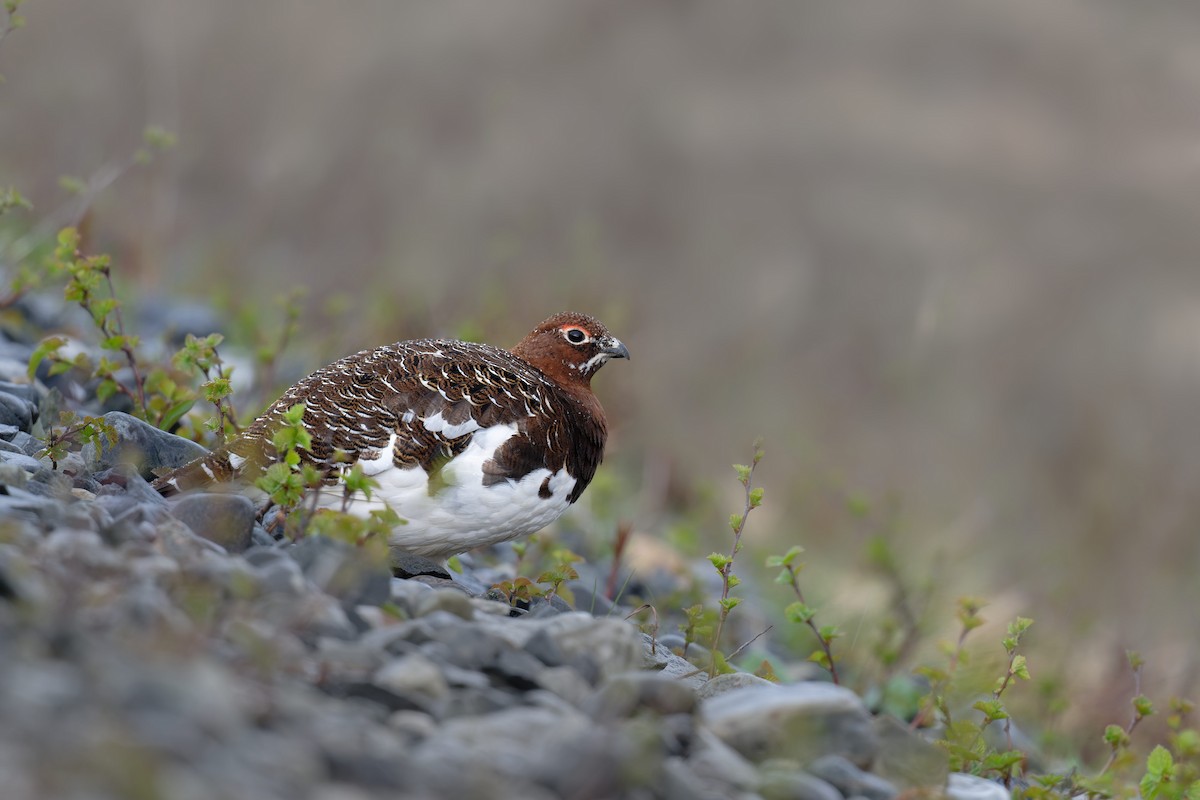 Lagópodo Común - ML646505680