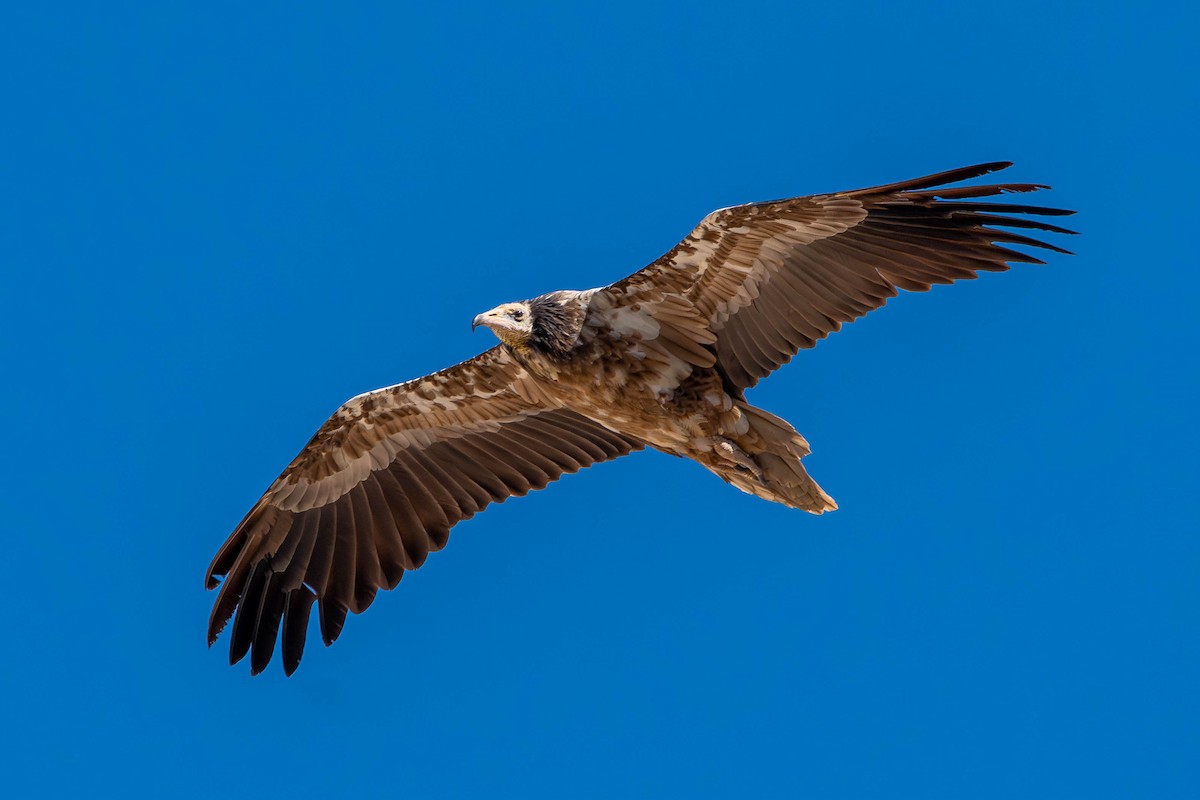 エジプトハゲワシ - ML646505681