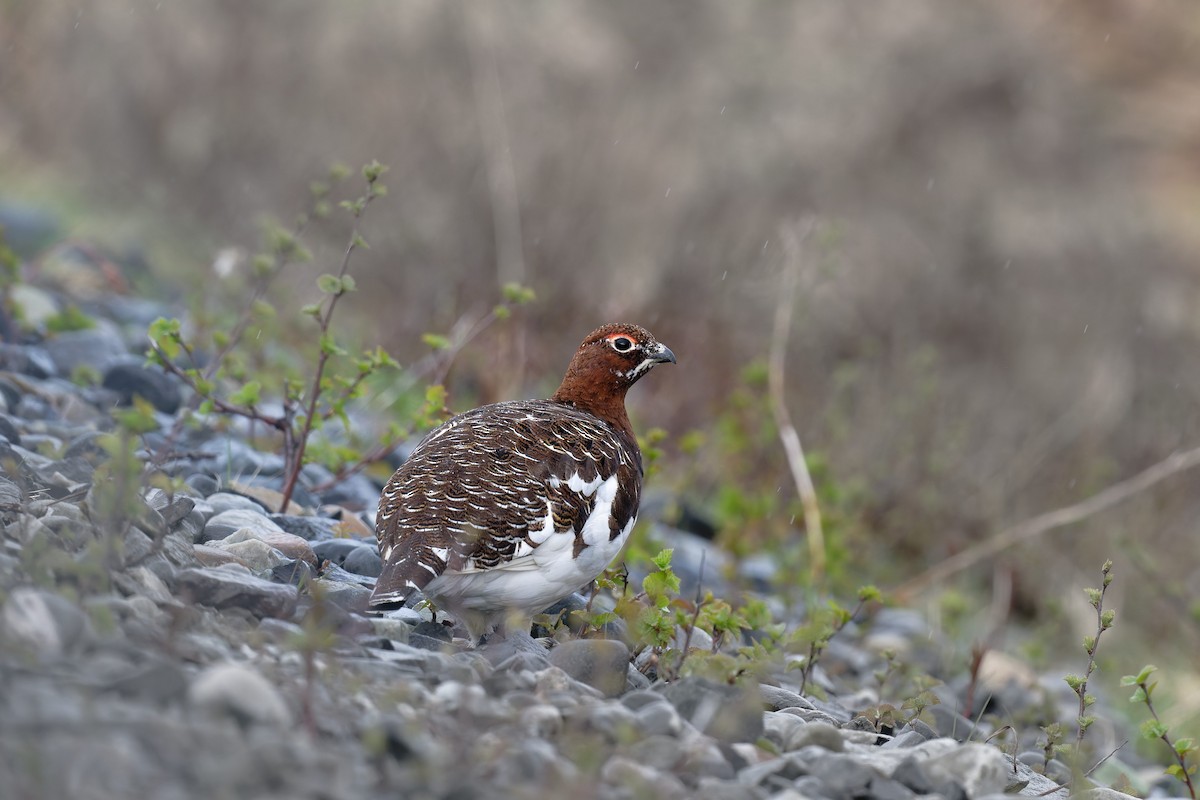 Lagópodo Común - ML646505682