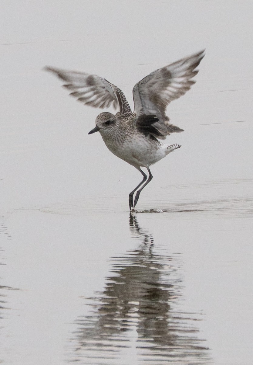 Black-bellied Plover - ML646505683