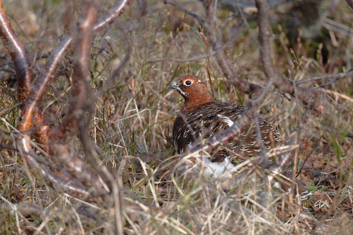 Lagópodo Común - ML646505684