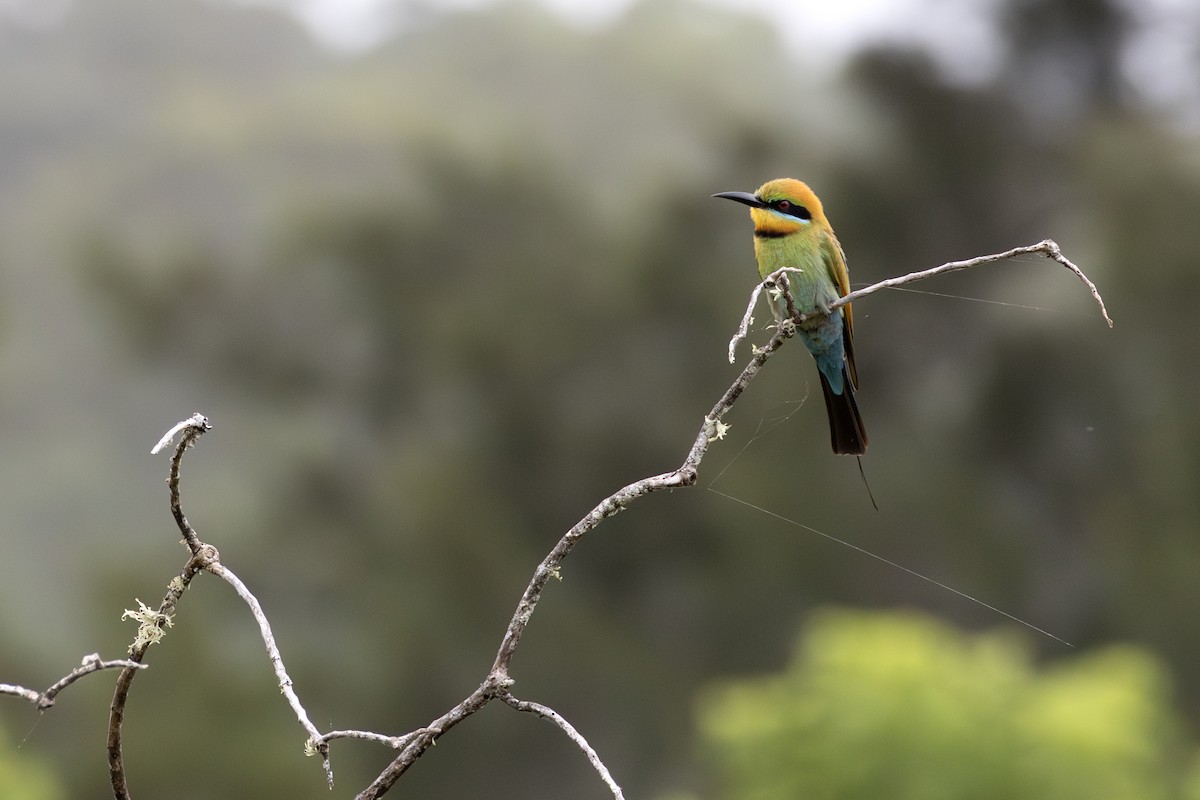 vlha duhová - ML646505685