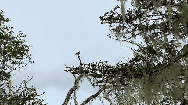 Buff-winged Cinclodes - ML646505688