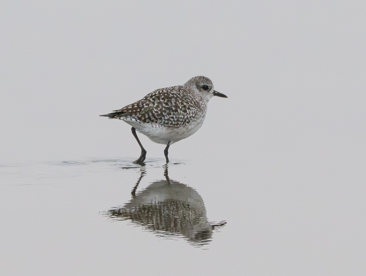 Black-bellied Plover - ML646505689