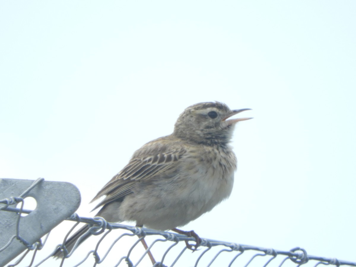 Australian Pipit - ML646505690