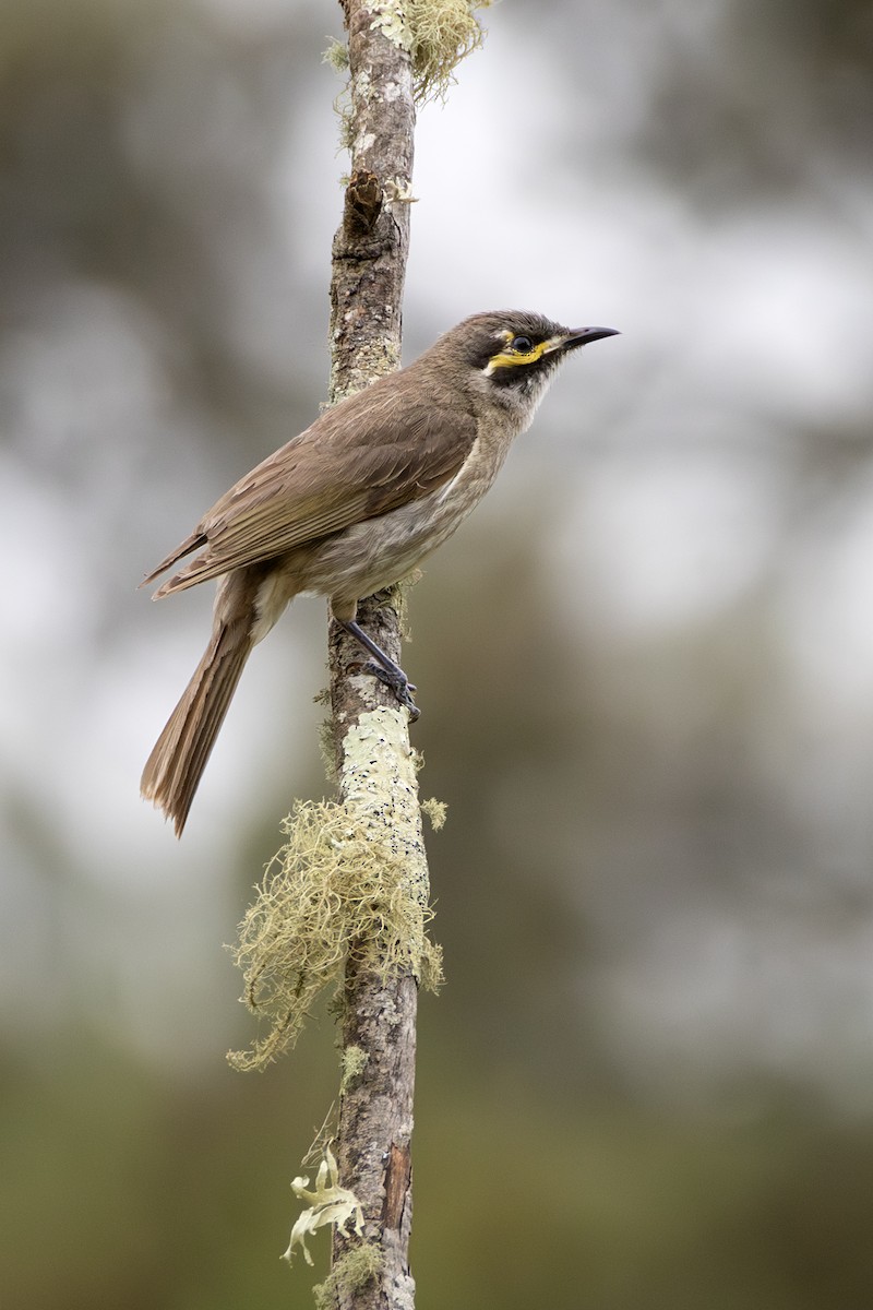 medosavka masková - ML646505691