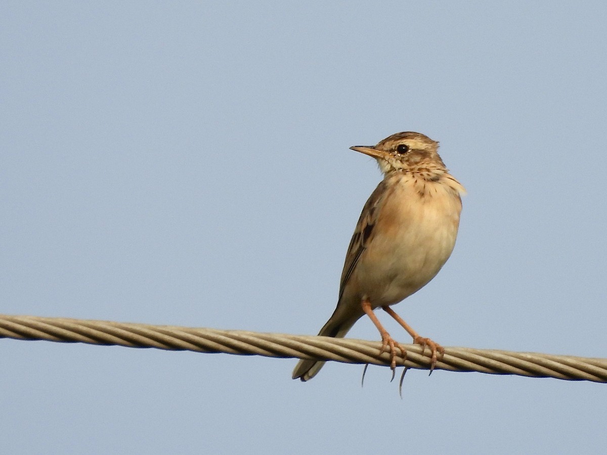 Bisbita Oriental - ML646505692