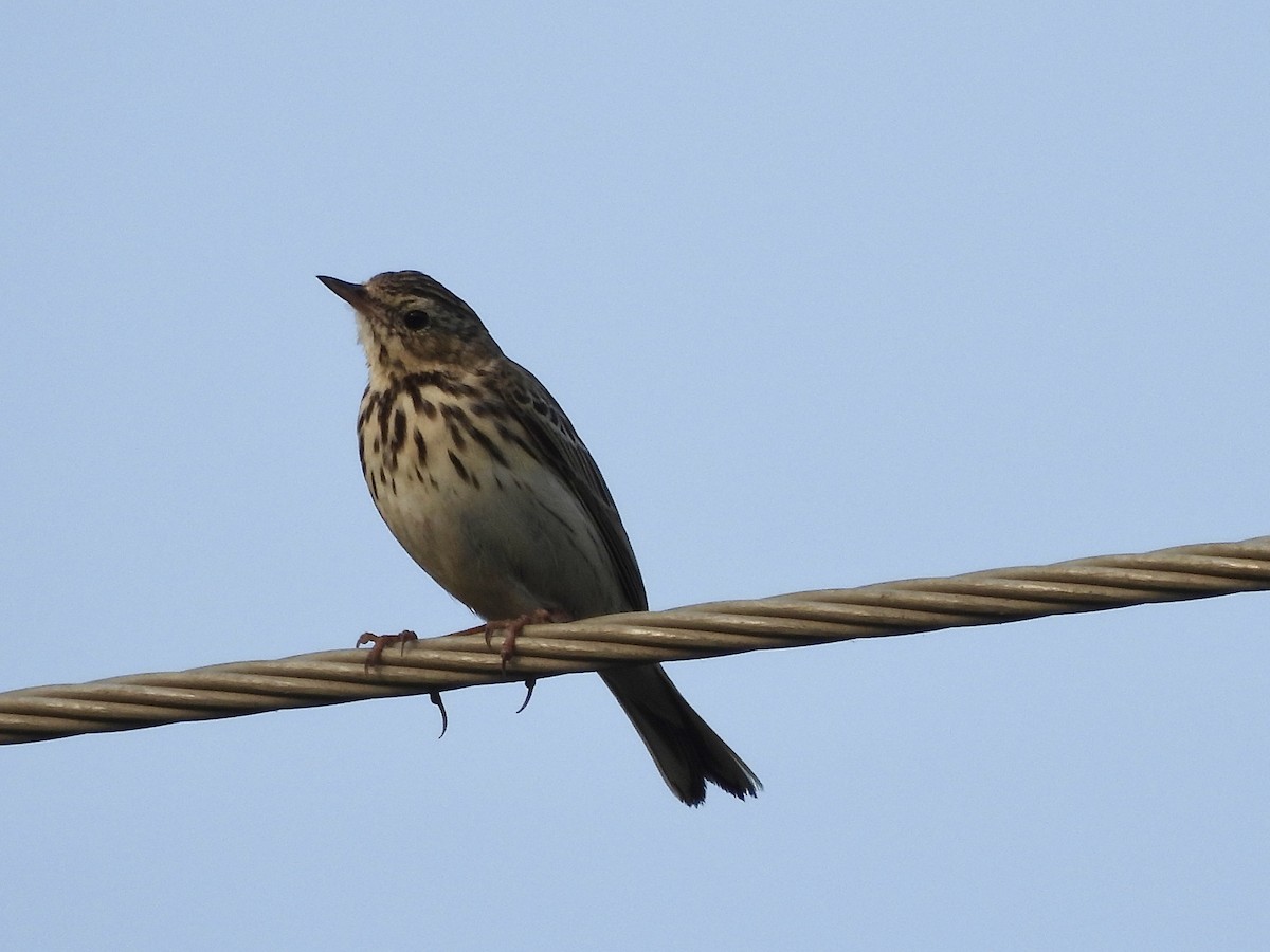 Bisbita Arbóreo - ML646505693