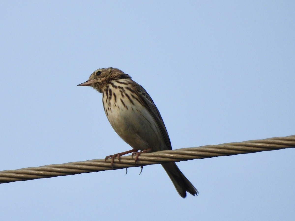 Bisbita Arbóreo - ML646505694