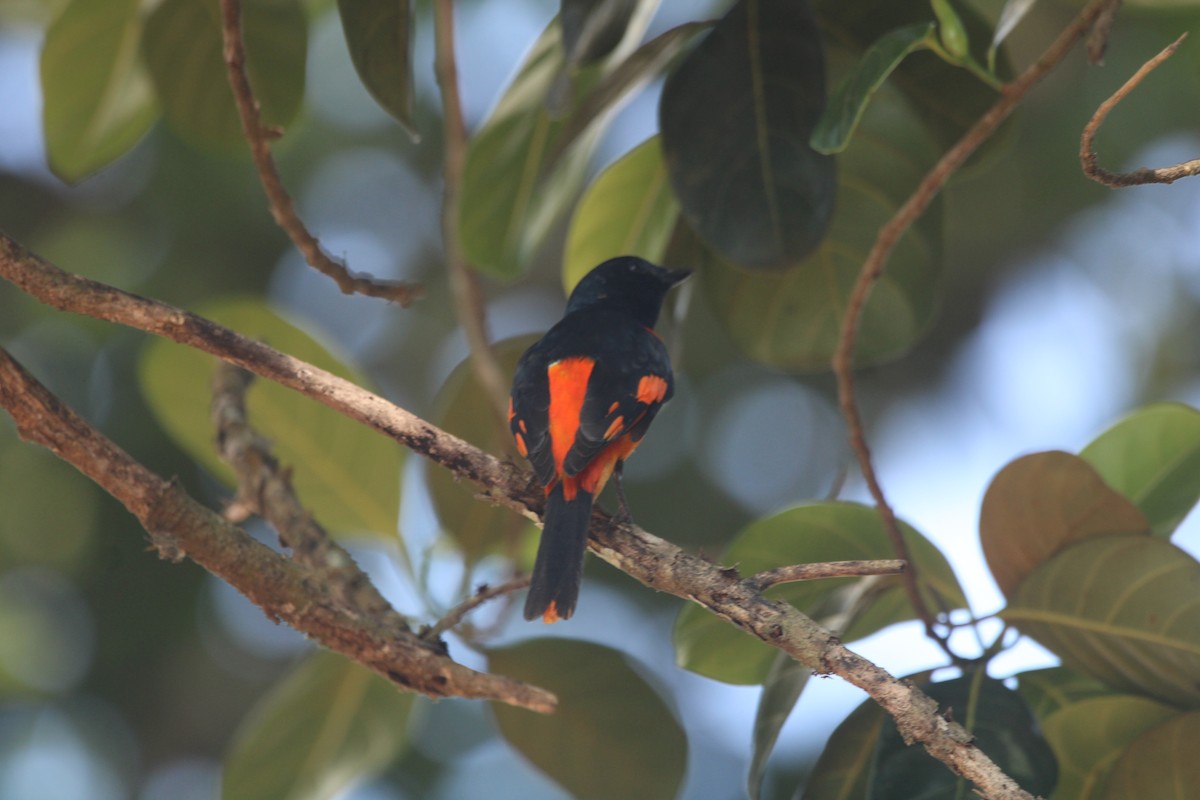 ヒイロサンショウクイ - ML646505695