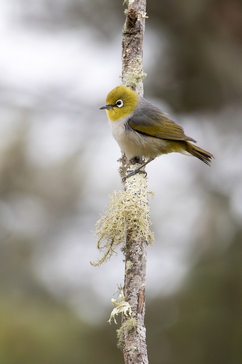 Silvereye - ML646505698