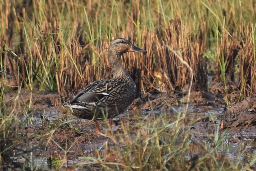 Mallard - ML646505699