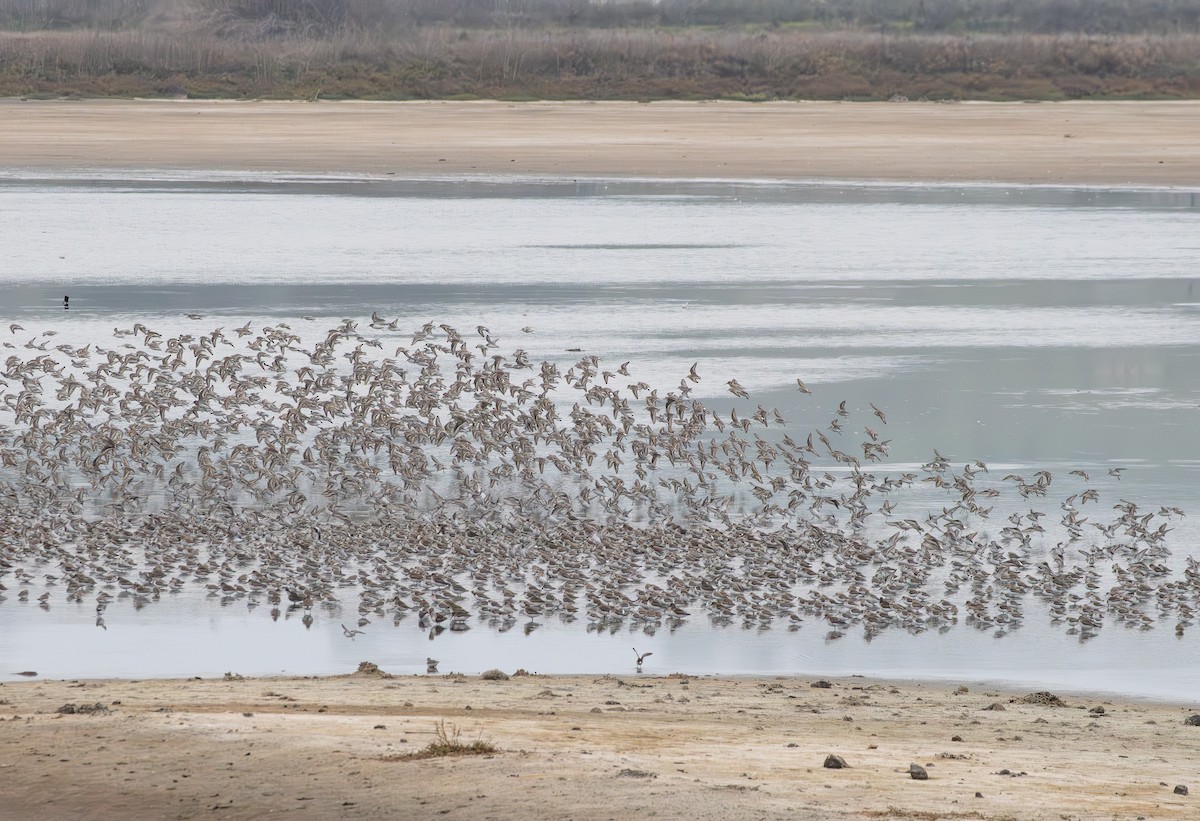 Побережник аляскинський - ML646505701