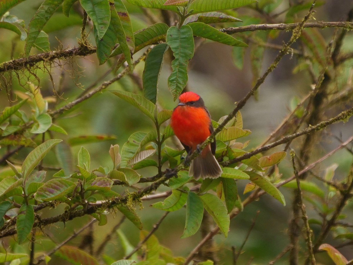Brujo Flycatcher - ML646505704
