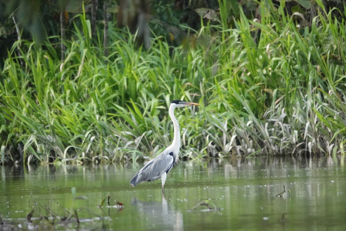 Cocoi Heron - ML646505705