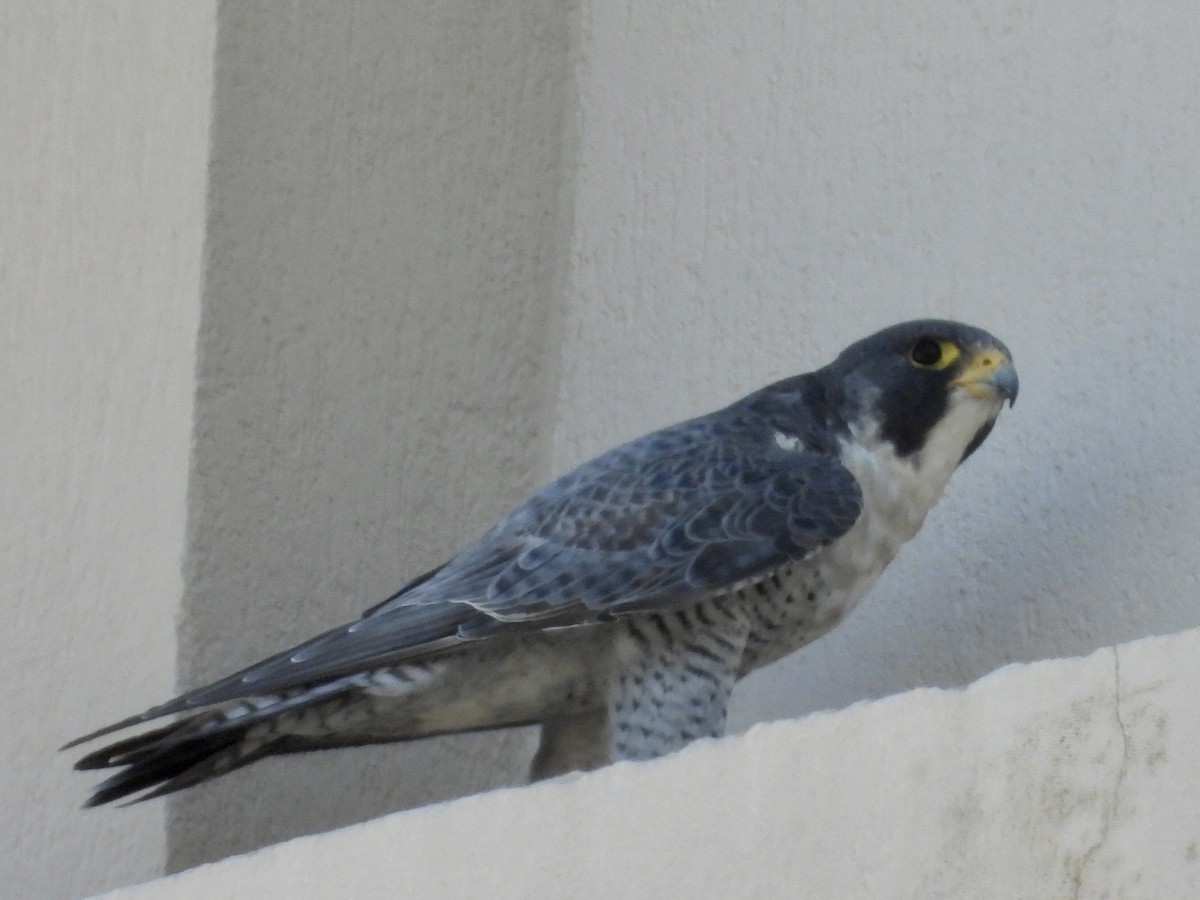 遊隼 - ML646505707