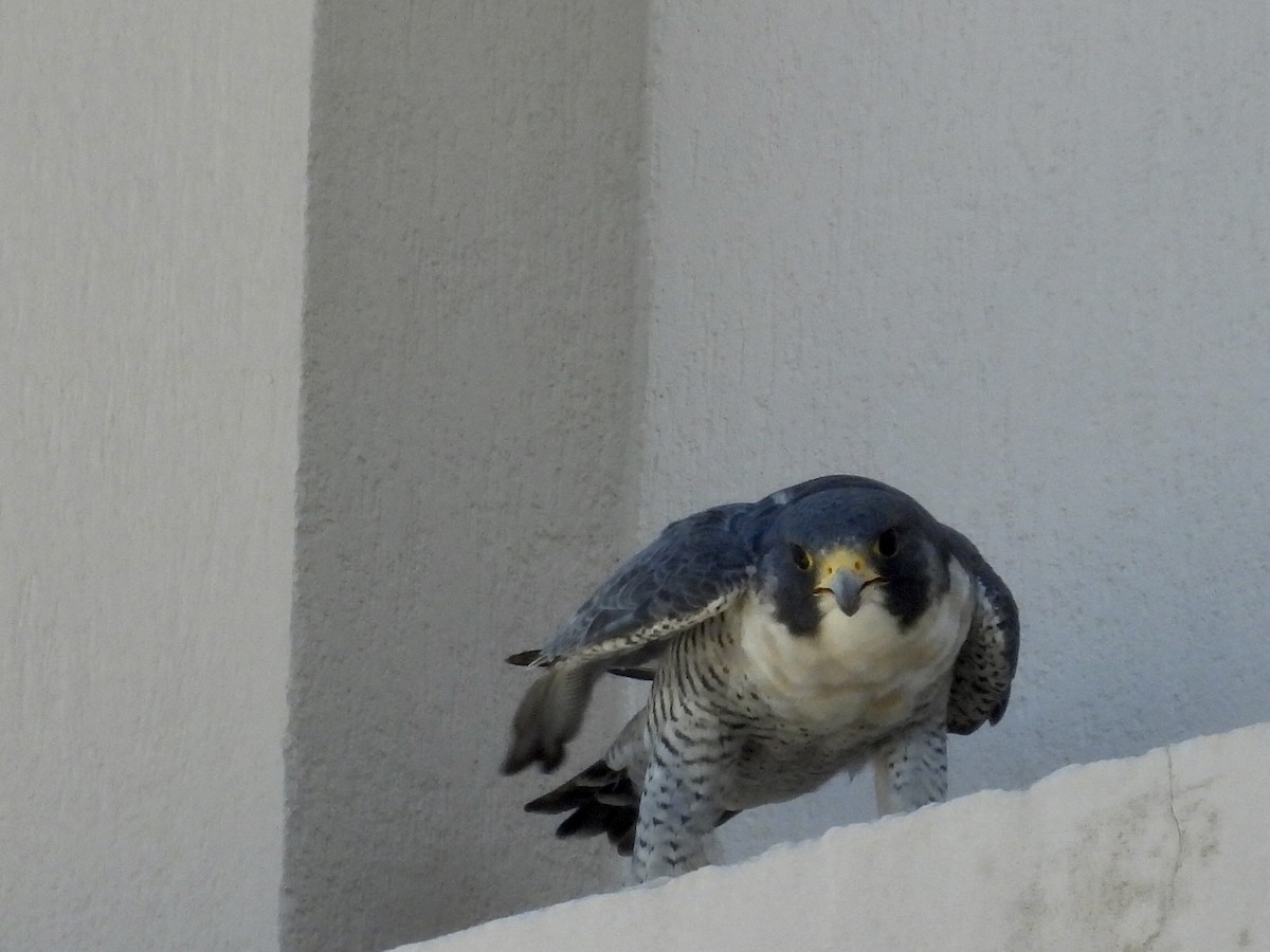 遊隼 - ML646505708