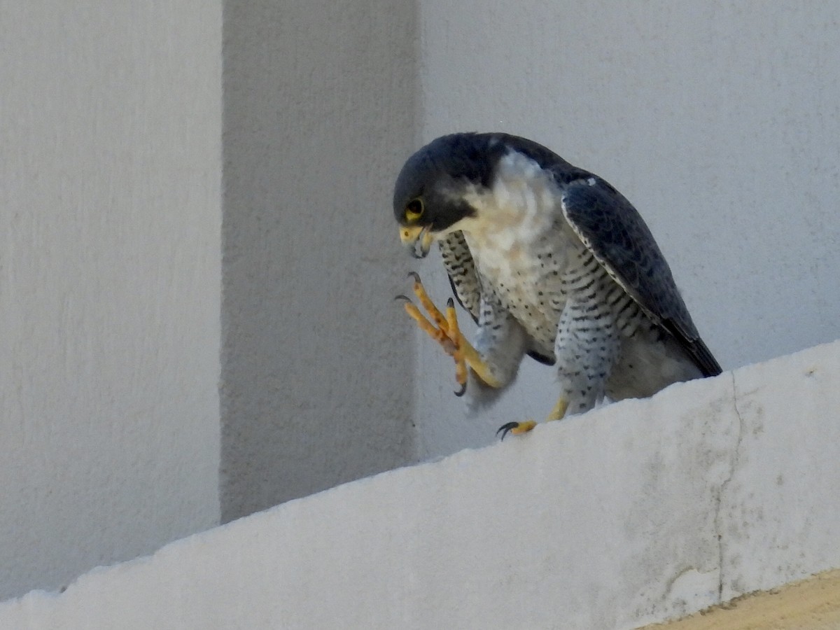 遊隼 - ML646505709