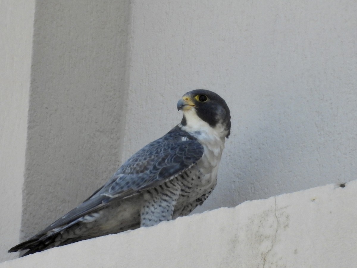 遊隼 - ML646505710